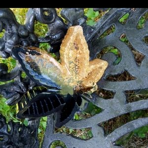 Little half and half (WD Leaf)